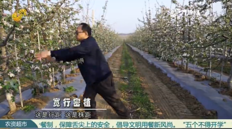 【三方贏高產(chǎn) 冠軍示范田】 集約技術(shù)成就蘋果示范園(圖2)